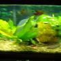 10 gallons planted tank (mostly live plants and fish) - My 10g Amazon