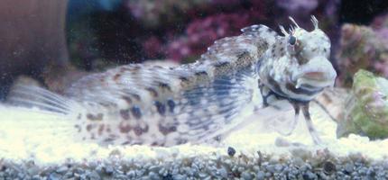 saltwater fish - salarias fasciatus - sailfin/algae blenny stocking in 30 gallons tank - My Buddy Mow