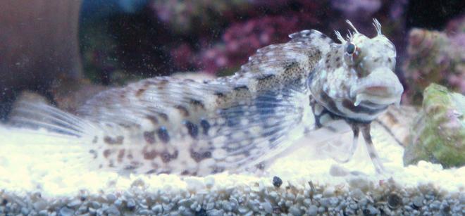 saltwater fish - salarias fasciatus - sailfin/algae blenny stocking in 30 gallons tank - My Buddy Mow