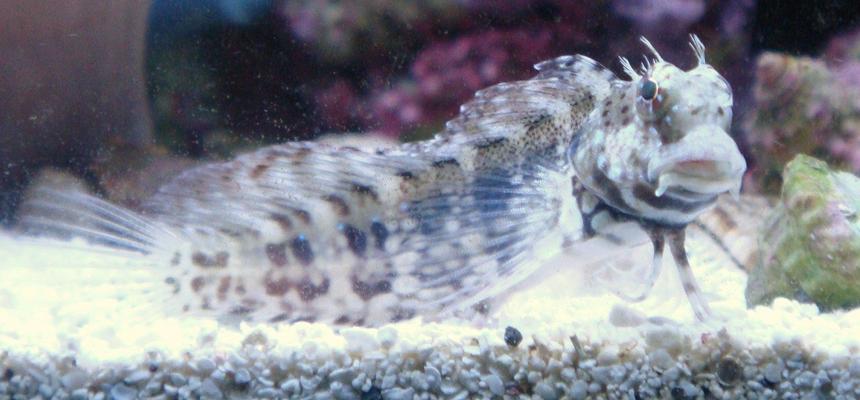 Rated #16: Saltwater Fish - Salarias Fasciatus - Sailfin/algae Blenny Stocking In 30 Gallons Tank - My Buddy Mow