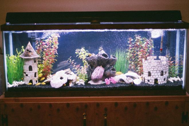 55 gallons freshwater fish tank (mostly fish and non-living decorations) - My 55 gal Labidochromis caeruleus species tank. The 3 ceramic pieces are hand made and the fish make good use of them.