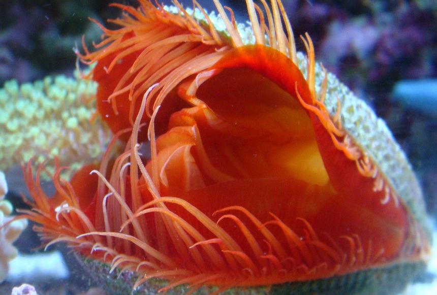 Rated #57: Corals Inverts - Lima Scabra - Flame Scallop Stocking In 30 Gallons Tank - Flamming Scalop