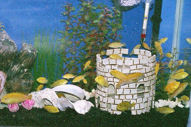 freshwater fish - labidochromis caeruleus - electric yellow cichlid stocking in 55 gallons tank - Feeding Time