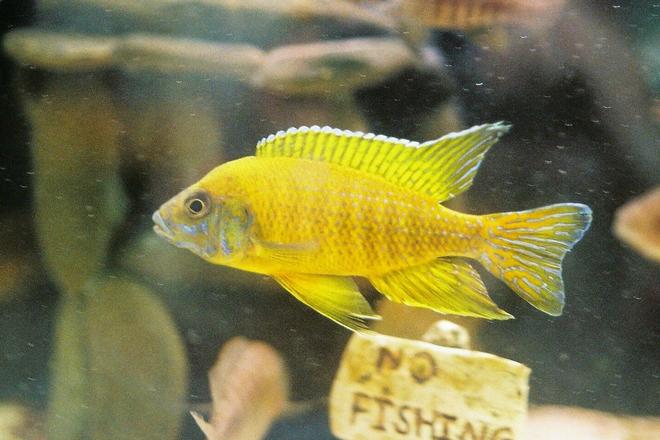 freshwater fish - aulonocara stuartgranti stocking in 55 gallons tank - My Aulonocara Maleri Male