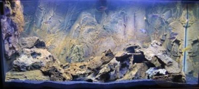 90 gallons freshwater fish tank (mostly fish and non-living decorations) - Show Me Your Mbuna