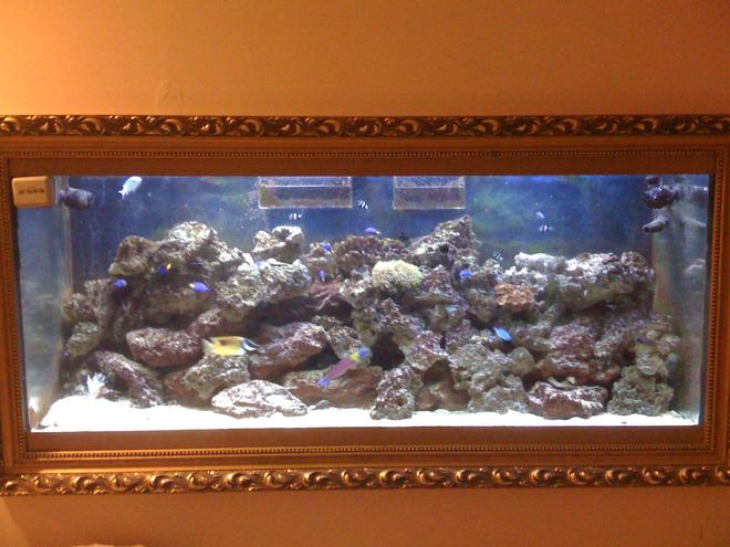 120 gallons saltwater fish tank (mostly fish, little/no live coral) - Over 60 pounds of live rock,  several cheap  fish and wonderful experience building my own fish tank. I have couch next to the mine fish tank. Takes only a few minutes to fall asleep. Mine filtration set up allowed me avoiding  water change drastically. Multistage set up was created after many errors and adjustments. Thank you for  taking your time and expressing your vote.