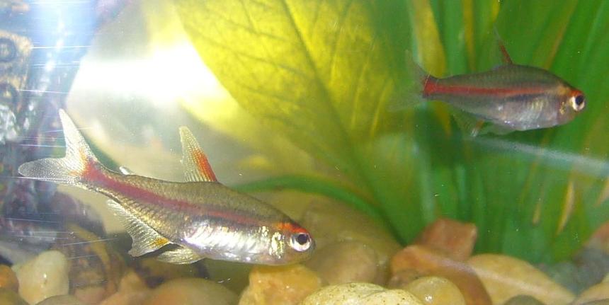 Rated #286: Freshwater Fish - Inpaichthys Kerri - Purple Emperor Tetra Stocking In 6 Gallons Tank - What kind of Tetras are these