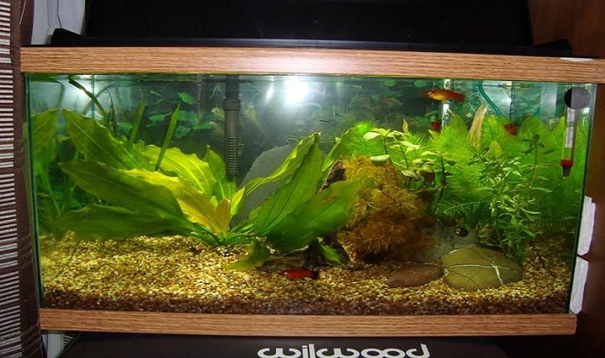 10 gallons planted tank (mostly live plants and fish) - TVR13