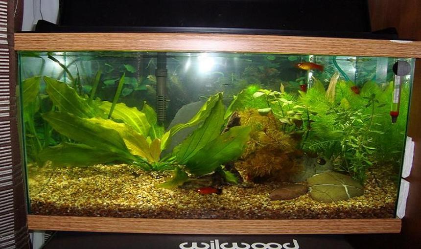 Rated #193: 10 Gallons Planted Tank - TVR13