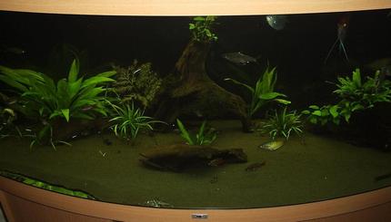 100 gallons planted tank (mostly live plants and fish) - Tank front view