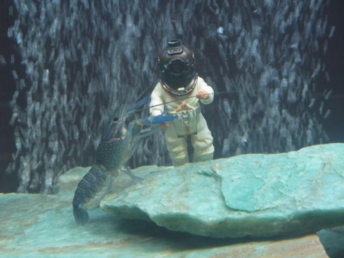 corals inverts - procambarus sp. - hammers cobalt blue lobster stocking in 205 gallons tank - Blue lobster attacking diver.