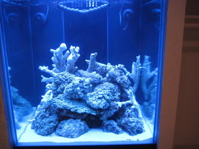 95 gallons reef tank (mostly live coral and fish) - FTS