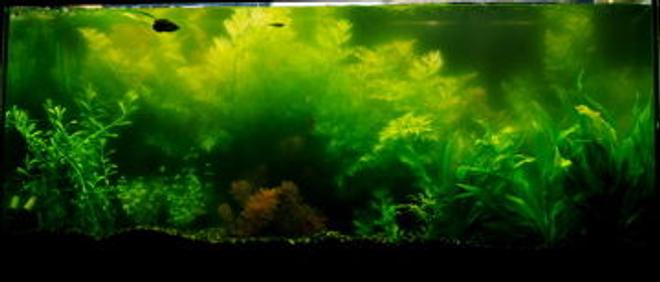 55 gallons planted tank (mostly live plants and fish) - 55 gallon planted tank, mostly water sprite