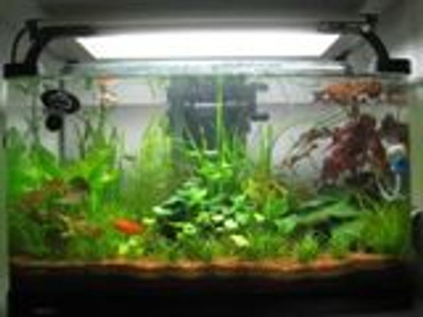 Rated #2050: 15 Gallons Planted Tank - nice forest..