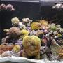corals inverts - euphyllia glabrescens - torch coral stocking in 34 gallons tank - 34G RedSea Max