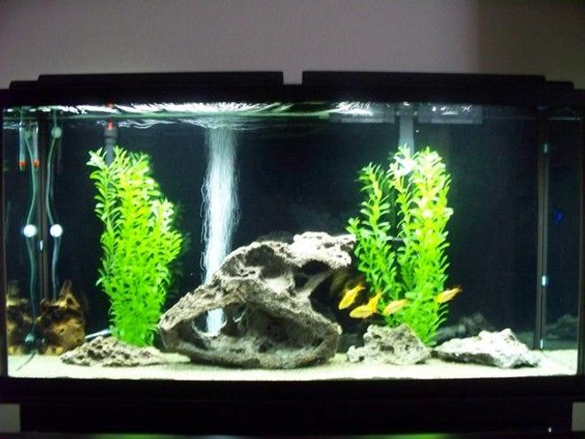 freshwater fish tank (mostly fish and non-living decorations) - My 60 gal. tank with 5 gold barbs, 5 red eye tetras, 5 xray tetras and 1 pleco. play sand substrate, fake plants, lava rock, marineland bio wheel filtration and mopani wood.