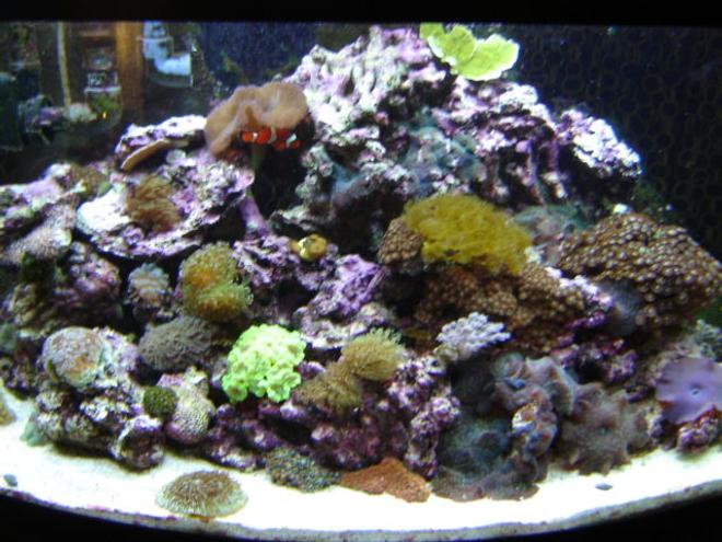 46 gallons reef tank (mostly live coral and fish) - Always in transition