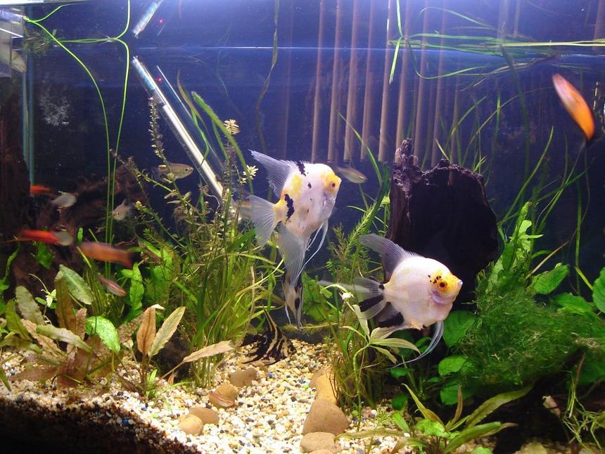 Rated #152: 56 Gallons Planted Tank - Changed the setting