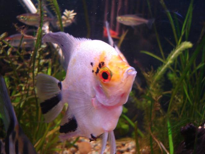 freshwater fish - pterophyllum sp. - white blushing angel stocking in 56 gallons tank - Angel Fish Sub Dominant Male