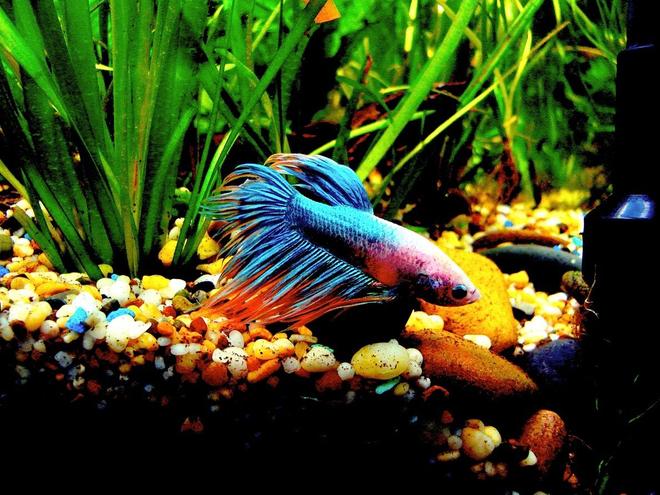 freshwater fish - betta splendens - crown tail betta stocking in 56 gallons tank - Betta Splenden

Sad Fighter