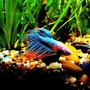 freshwater fish - betta splendens - crown tail betta stocking in 56 gallons tank - Betta Splenden Sad Fighter