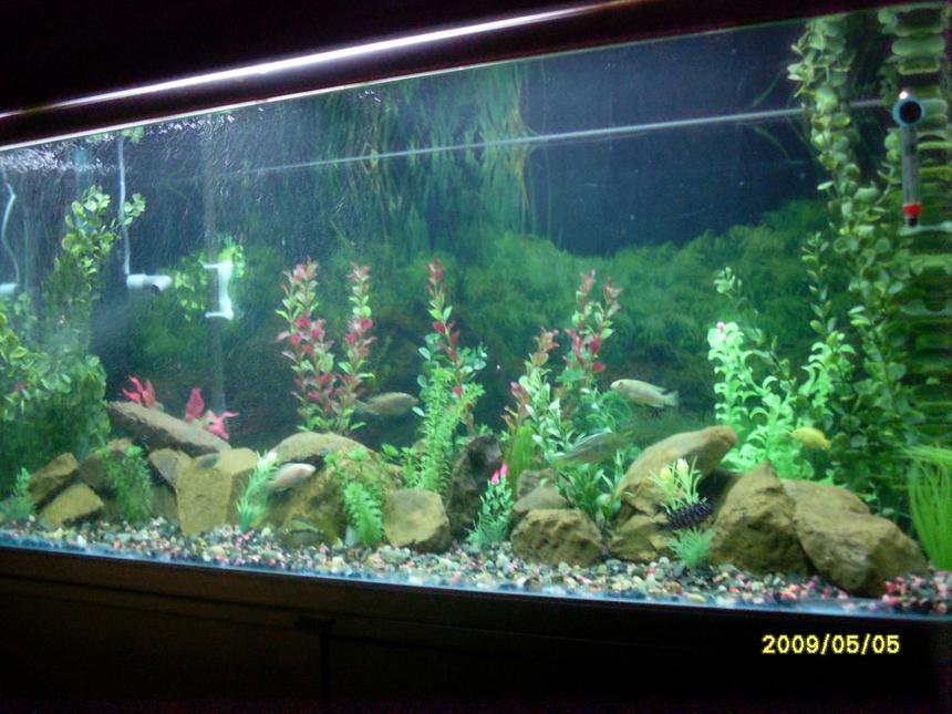 Rated #1881: 81 Gallons Freshwater Fish Tank - jebo tank