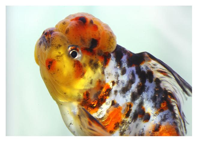 freshwater fish - carassius auratus - calico oranda goldfish stocking in 72 gallons tank - calico oranda