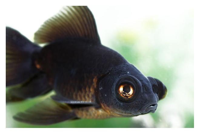 freshwater fish - carassius auratus - black moor goldfish stocking in 72 gallons tank - black moor