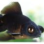 freshwater fish - carassius auratus - black moor goldfish stocking in 72 gallons tank - black moor
