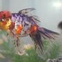 freshwater fish - carassius auratus - calico oranda goldfish stocking in 72 gallons tank - calico oranda