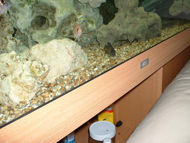 freshwater fish - aulonocara maulana stocking in 90 gallons tank - AULONOCARA MALAUNA  THINKING ABOUT THE DRAGONS BLOOD FEMALE.