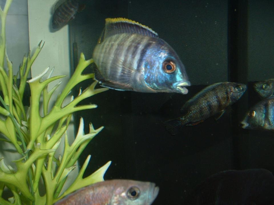 freshwater fish - placidochromis electra - deepwater hap stocking in 90 gallons tank - ELECTRA SHOWING OFF.