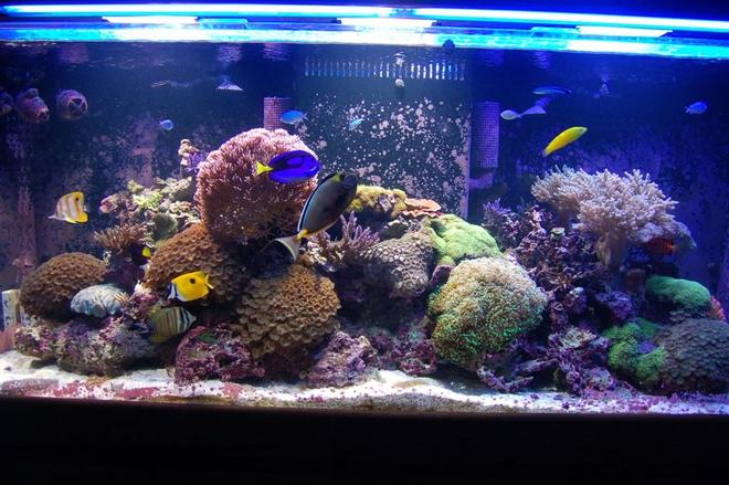 225 gallons reef tank (mostly live coral and fish) - 225 gal reef tank 8 months old