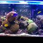 225 gallons reef tank (mostly live coral and fish) - 225 gal reef tank 8 months old