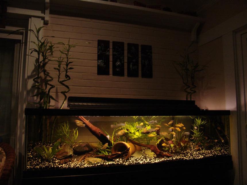Rated #67: 100 Gallons Freshwater Fish Tank - 100 Gallon Long

2 - Chinese Algae Eater
8 - Giant Danios
9 - Bleeding Heart Tetras
16 - Gold Barbs
5 - Longfin White Skirt Tetra
6 - Gold Gourami

And Yes, the Bamboo is growing out of the aquarium.
