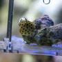 saltwater fish - ostracion cubicus - cubicus boxfish stocking in 125 gallons tank - my boxfish
