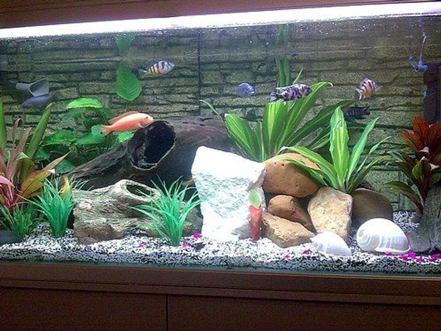 Rated #66: 75 Gallons Freshwater Fish Tank - This is a updated photo of my Cichlid tank

Please feel free to leave comments