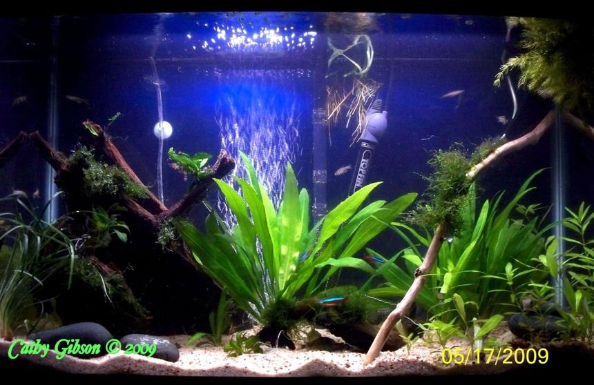 Rated #1007: 55 Gallons Planted Tank - Final set-up of my 30 gallon Planted Community tank. Tank gets co2 and liquid fertilizer, no special substrate, just play sand and no special lighting.  The main fish are my paired Bolivian Rams.  Tank has 2 pieces of driftwood, a large piece and a small piece of Mopani wood.  There are small river rocks for the Rams to spawn on and all plants are real.   Tied to the big driftwood is Java ferns, Java Moss and Christmas Moss.  Floating in the top corner is a clump of Hornwort which my Gourami and Dwarf Frogs like to hang out in. I have a Philodendron house vine rooting in the tank next to the filter output. You can see the roots coming down into the tank; it is even growing leaves inside the water now.   It has taken me 2 years of fussing and tweaking to get this tank the way I have always wanted. All natural, nothing fake in it.
