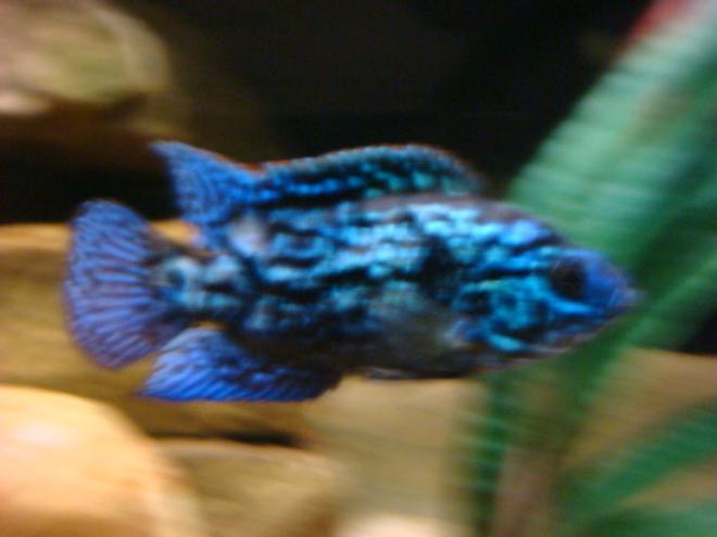 freshwater fish - nandopsis octofasciatum - electric blue jack dempsey stocking in 110 gallons tank - ELECTRIC BLUE JACK DEMPSEY (FLASH)!!!!!
