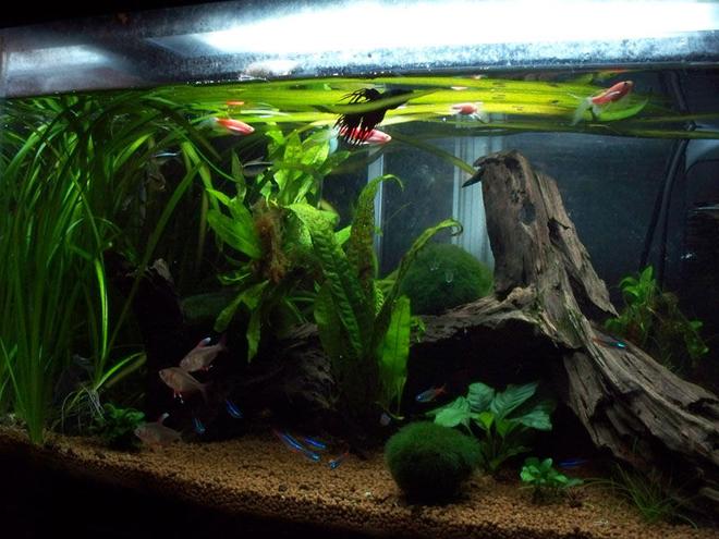 50 gallons planted tank (mostly live plants and fish) - smaller planted tank the wife made
lots of tetras, some feeder shimp, a pleco, a spotted catfish (?), some orange ones i can't remember the name of, and a crown tail betta
the grass has recently exploded, the java moss is expanding, java ferns are not so great