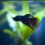 freshwater fish - betta splendens - crown tail betta stocking in 50 gallons tank - male crowntail betta
