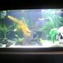 14 gallons freshwater fish tank (mostly fish and non-living decorations) - N/A