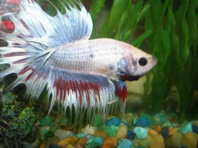 freshwater fish - betta splendens - crown tail betta stocking in 10 gallons tank - This is my Crowntail Beta Lunar Eclipse or Loony for short. He's puffing up at his reflection...Isn't he beautiful?
