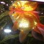 freshwater fish - carassius auratus - fantail goldfish stocking in 10 gallons tank - This is my Fantail Goldfish Becon. He is eating in this picture.
