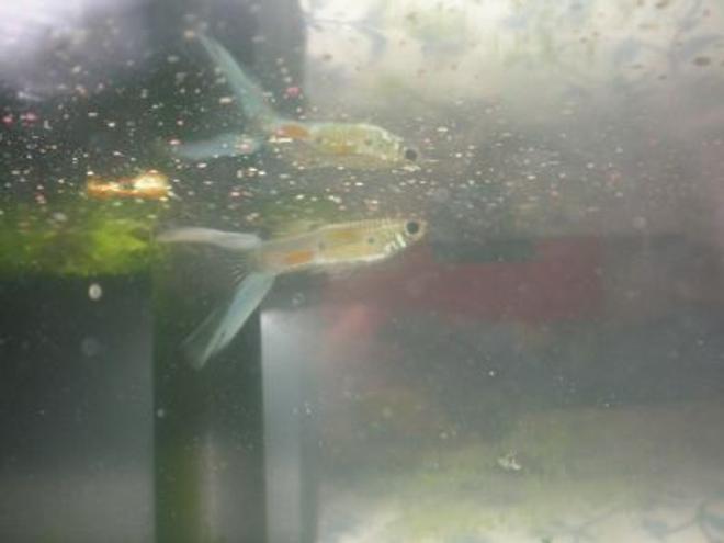 freshwater fish - poecilia reticulata - lyretail guppy stocking in 10 gallons tank - This is one of my Guppies named Sinbad.