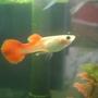 freshwater fish - poecilia reticulata - red fire guppy stocking in 10 gallons tank - This is my deceased Guppy Sunny...I miss you!!