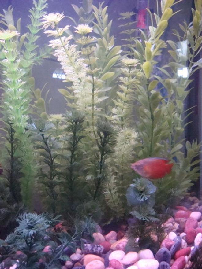 freshwater fish - colisa lalia - flame dwarf gourami stocking in 26 gallons tank - Closer view of one side of my tank and my gourami.