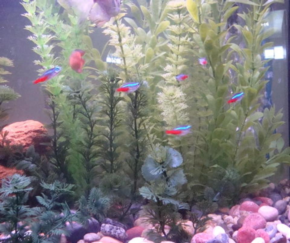 freshwater fish - paracheirodon innesi - neon tetra jumbo stocking in 26 gallons tank - Additional view - with my neon tetras.
