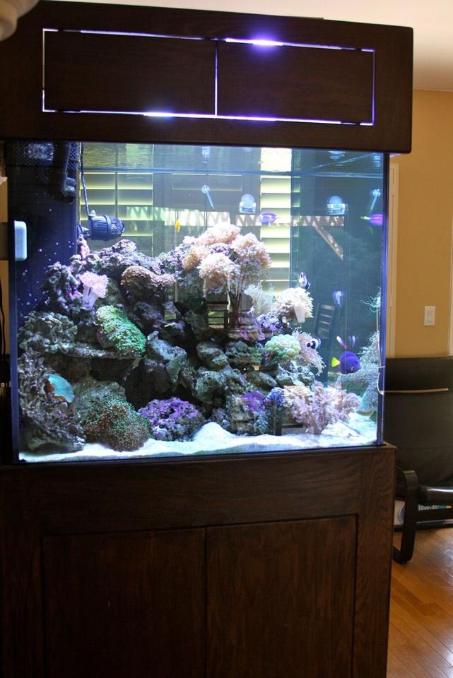 210 gallons reef tank (mostly live coral and fish) - Side View