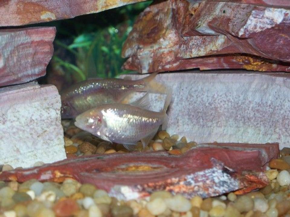 freshwater fish - astyanax mexicanus - blind cave fish - Blind cave fishes.